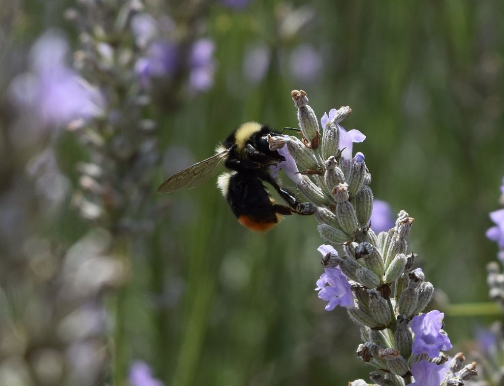 Bombus cfr. lapidarius decipiens, Apidae